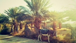 jericho donkey_Fotor