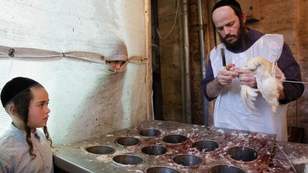 A kosher slaughterer slaughters a chicken in Israel. (photo credit: Miriam Alster/Flash90)