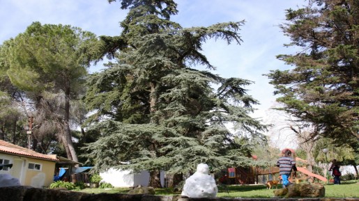 Ma'ale HaHamisha Cedar of Lebanon (photo credit: Shmuel Bar-Am)