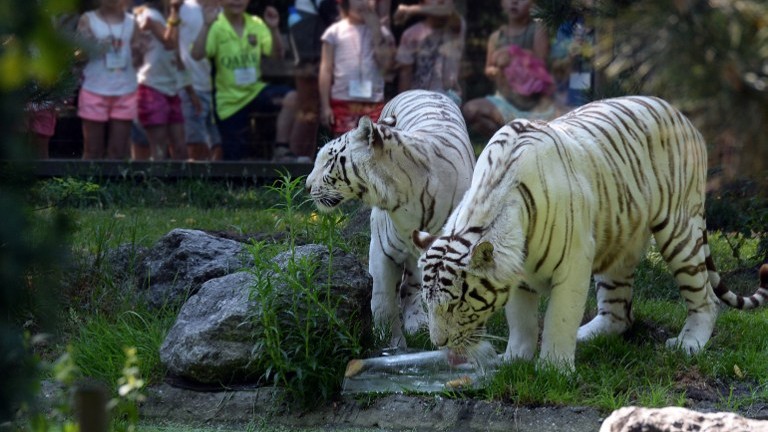White tigers drink from a water pond at the Bordeaux-Pessac zoo, southwestern France, on June 30, 2015, as a heatwave grips western Europe, with temperatures exceeding 40 degrees Celsius (104 degrees Fahrenheit) already in Spain and the heat moving north to France. (Jean Pierre Muller/AFP) White tigers drink from a water pond at the Bordeaux-Pessac zoo, southwestern France, on June 30, 2015, as a heatwave grips western Europe, with temperatures exceeding 40 degrees Celsius (104 degrees Fahrenheit) already in Spain and the heat moving north to France. (Jean Pierre Muller/AFP)