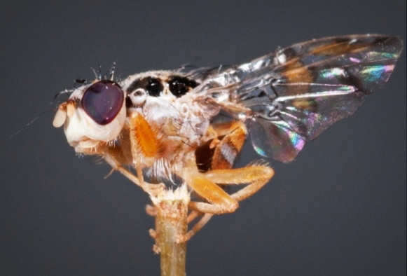 This BioBee sterile fly can help minimize the use of posionous pesticides. (Courtesy BioBee) This BioBee sterile fly can help minimize the use of posionous pesticides. (Courtesy BioBee)