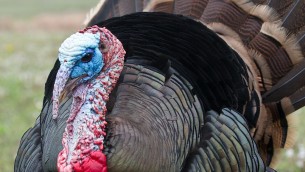 turkey_bg_04