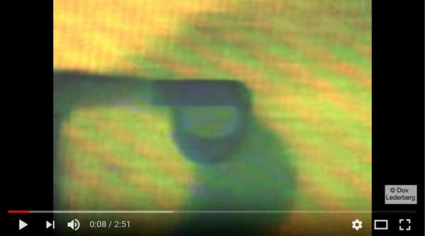 samach-video