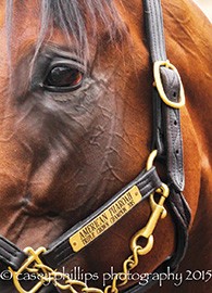 American Pharoah wears a halter that will be auctioned by Frisch. (Photo provided)